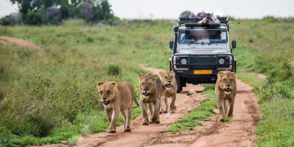 WhattoExpectDuringUgandaSafaris